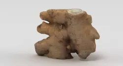 Ginger 3D model