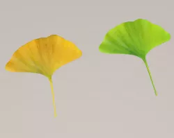 Ginkgo leaf 3D model