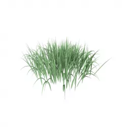 Grass 002 3D model