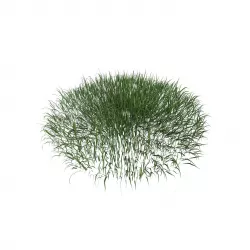 Grass 003 3D model