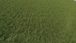 Grass 3D model
