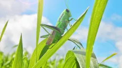 Grasshopper 3D model