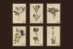 Herbarium pictures - PBR Game Ready Low-poly  3D model