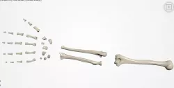 Human Hand bones Realistic Articulated 3D print model