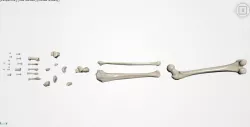 Human leg bones Realistic Articulated 3D print model
