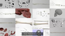 Human Skeletal Bones 3D Model Collection