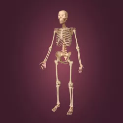 Human Skeleton 3D model