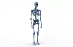 human skeleton 3D model