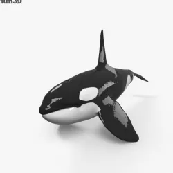 Killer Whale HD 3D model