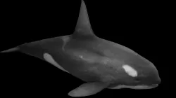 Killer Whale Low-poly  3D model