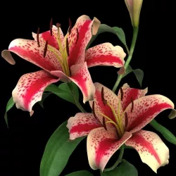 lily red spot 3D model