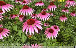 Low Polygon Wild Flowers -  Echinacea Low-poly  3D model