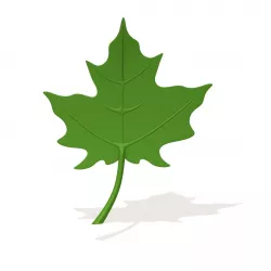Maple Leaf cartoon 3D model