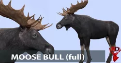 Moose bull Low-poly  3D model