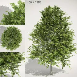 Oak Tree 3D model