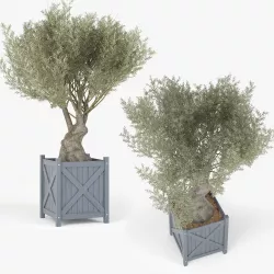 Olea europaea 3D model