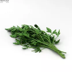 Parsley 3D model