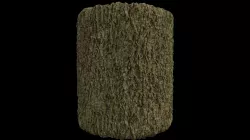PBR Scanned Tree Bark 3D model