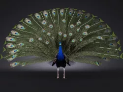 Peacock 3D model