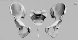 Pelvic bones Realistic Articulated 3D print model