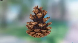 Pine Cone  3D model