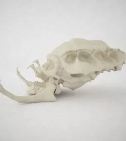 Predator Skull 3D model
