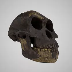 Realistic Australopithecus Afarensis Lucy Low-poly  3D model