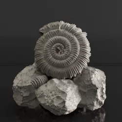 Realistic Sea fosil 3D print model