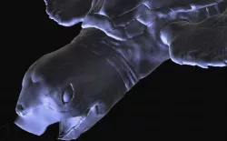 sea turtle 3D model