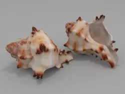 Seashell  3D model