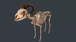 Sheep skeleton Low-poly  3D model