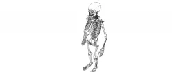 Skeleton Low-poly  3D model