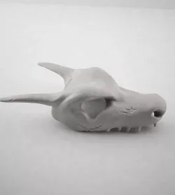 Skull Charizard 3D model