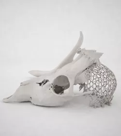 Skull-MDE 3D Model 3D model