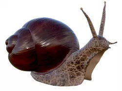 snail 3D model