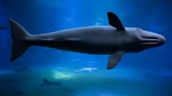 Sperm whale 3D model