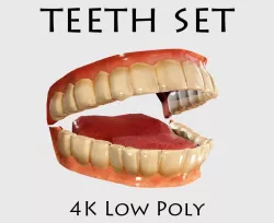 Teeth Low Poly Model Low-poly  3D model