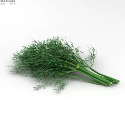The Dill 3D model