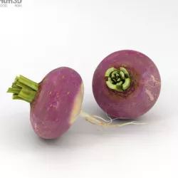 Turnip 3D model