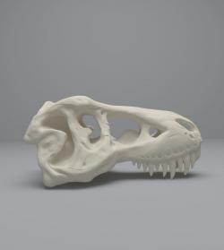 Tyrannosaurus Skull 3D model