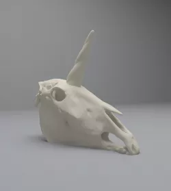 Unicorn Skull 3D model