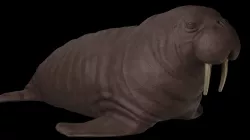 Walrus Low-poly  3D model
