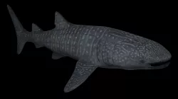 Whale Shark - Rhincodon Typus - Adult Male Low-poly  3D model
