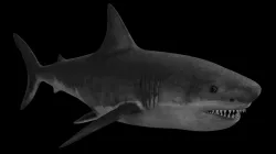 White Shark Low-poly  3D model