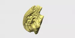 Newborn Alien - Alien Sapien - Head 3D print model