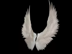 Wings 3D print model