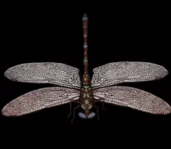 DragonFly 3D print model