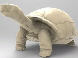 Galapagos Turtle 3D print model