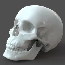 Human Skull model M3P1D1V1Skull 3D print model