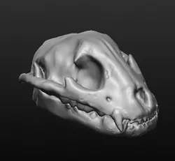 Jaguar Skull 3D print model